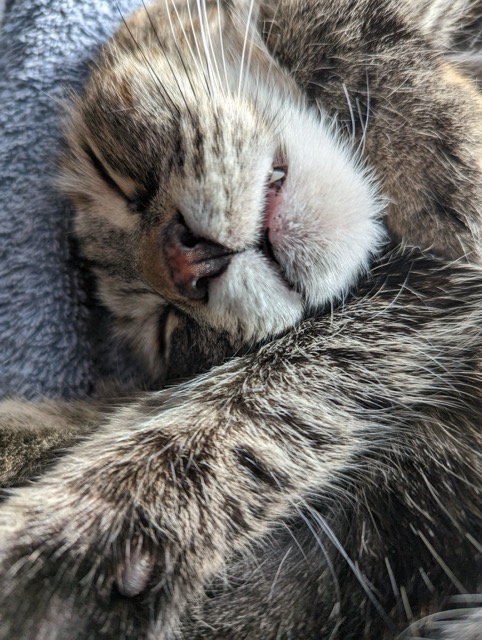 Lulu asleep on a blanket
