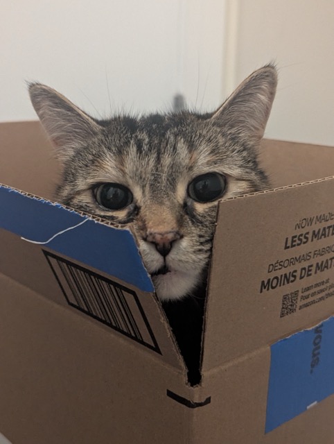 Lulu sitting in an Amazon box