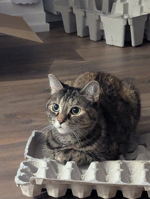 Lulu sitting on an egg carton