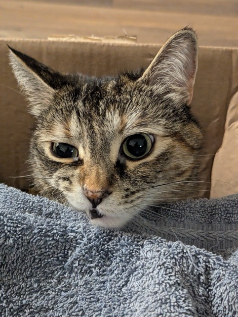 Lulu peeking out of a box